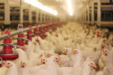 Upon its completion in late spring, the system will provide heat and cooling across four new poultry sheds